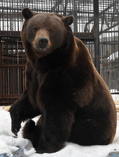 Russia Zoo