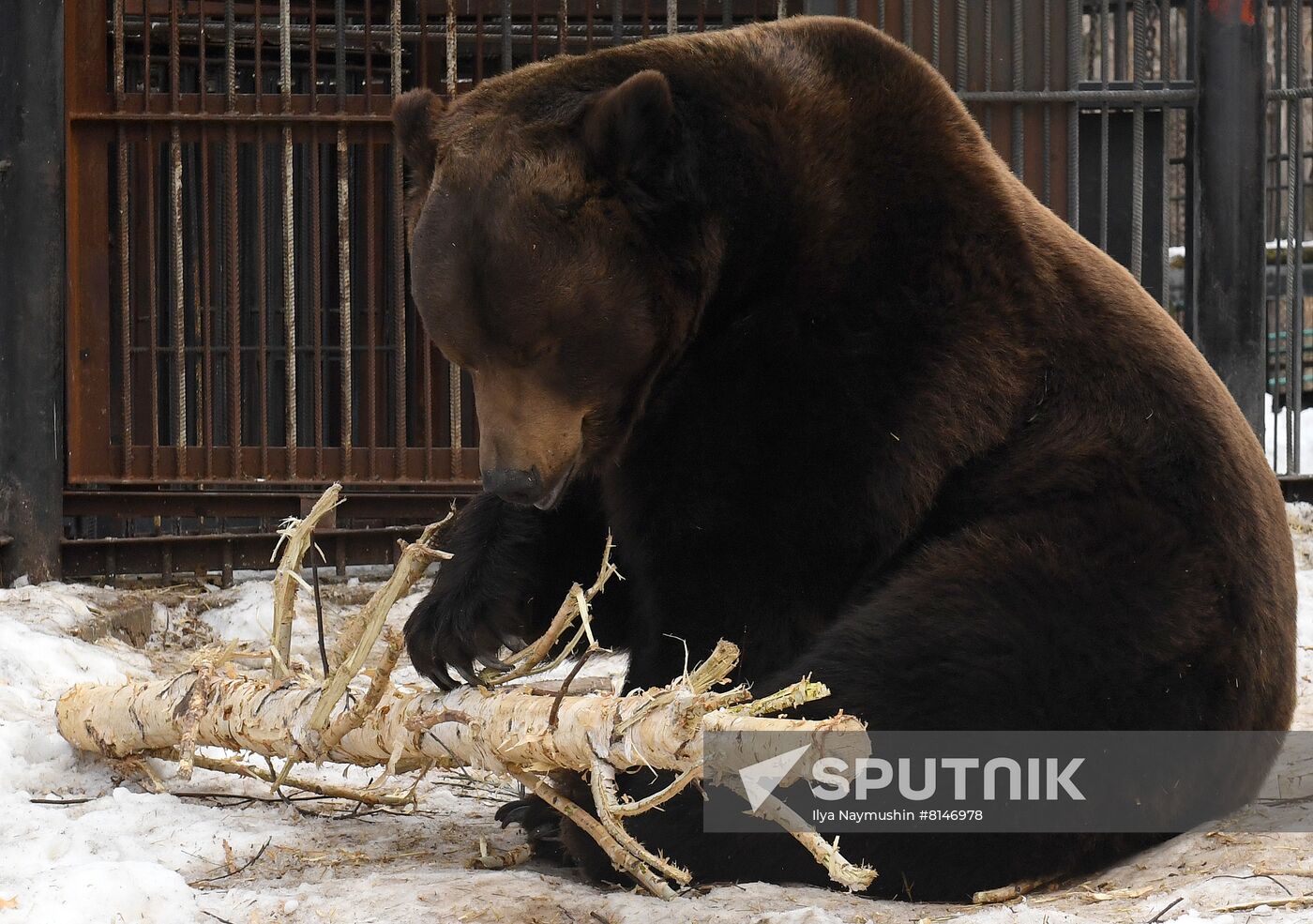 Russia Zoo