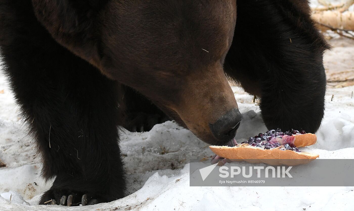 Russia Zoo