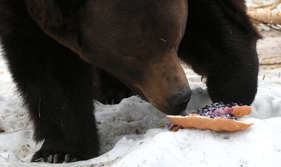Russia Zoo