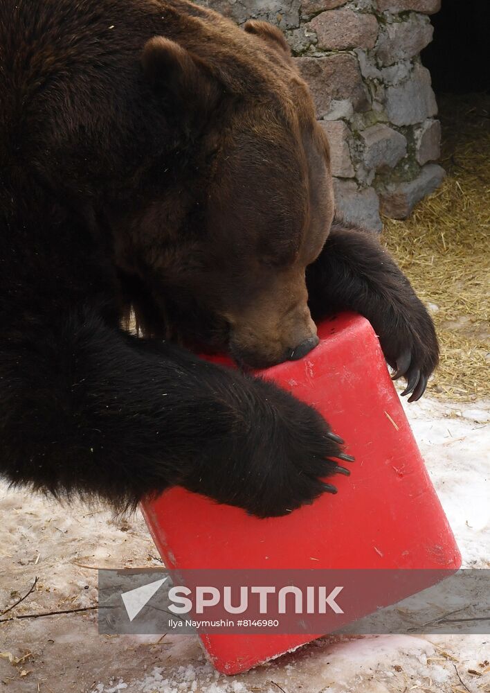Russia Zoo