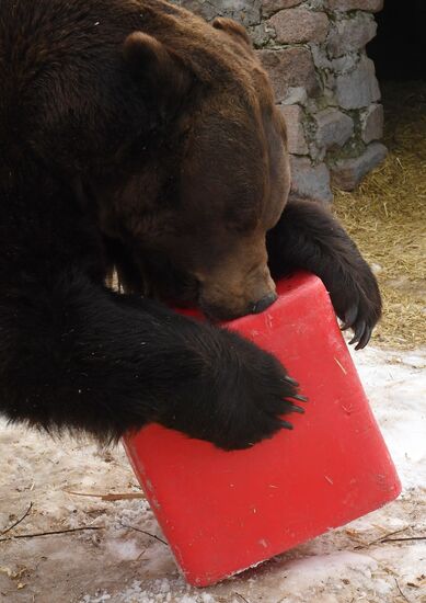 Russia Zoo