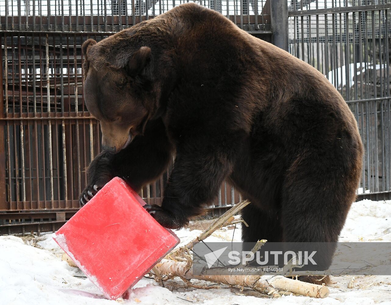 Russia Zoo