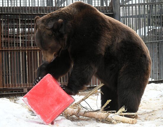 Russia Zoo
