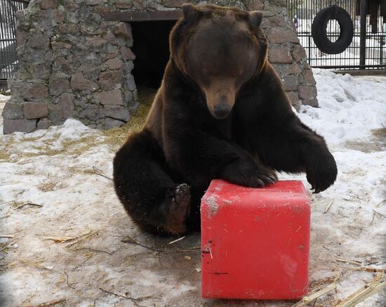 Russia Zoo