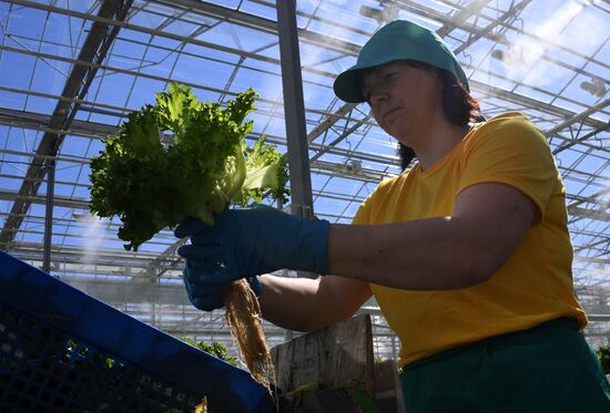 Russia Agriculture Greenhouse