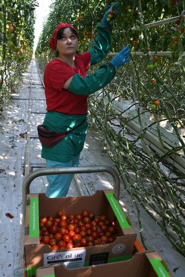 Russia Agriculture Greenhouse