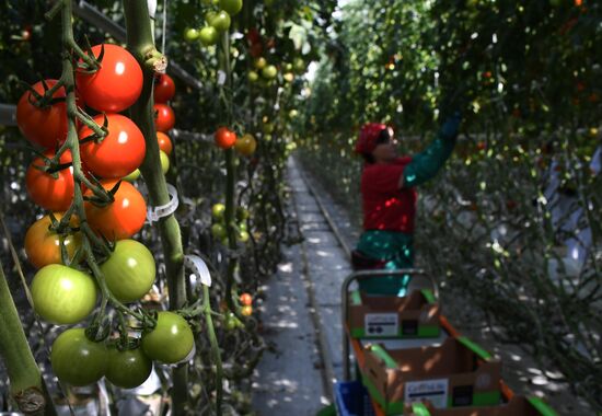 Russia Agriculture Greenhouse
