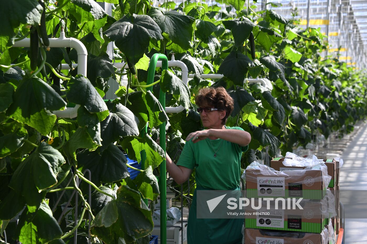 Russia Agriculture Greenhouse