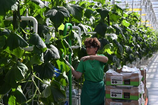 Russia Agriculture Greenhouse