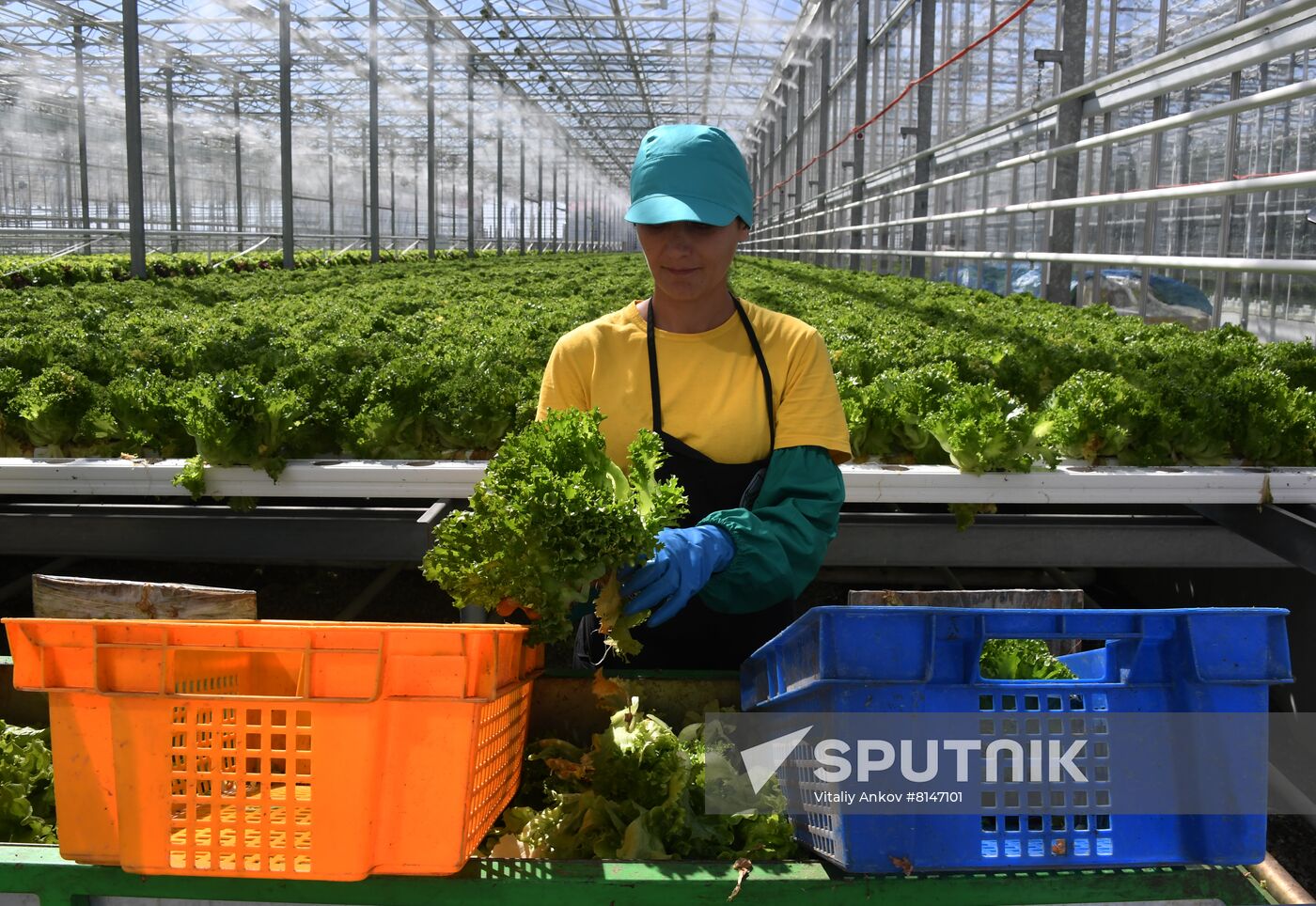 Russia Agriculture Greenhouse