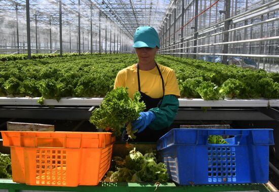 Russia Agriculture Greenhouse
