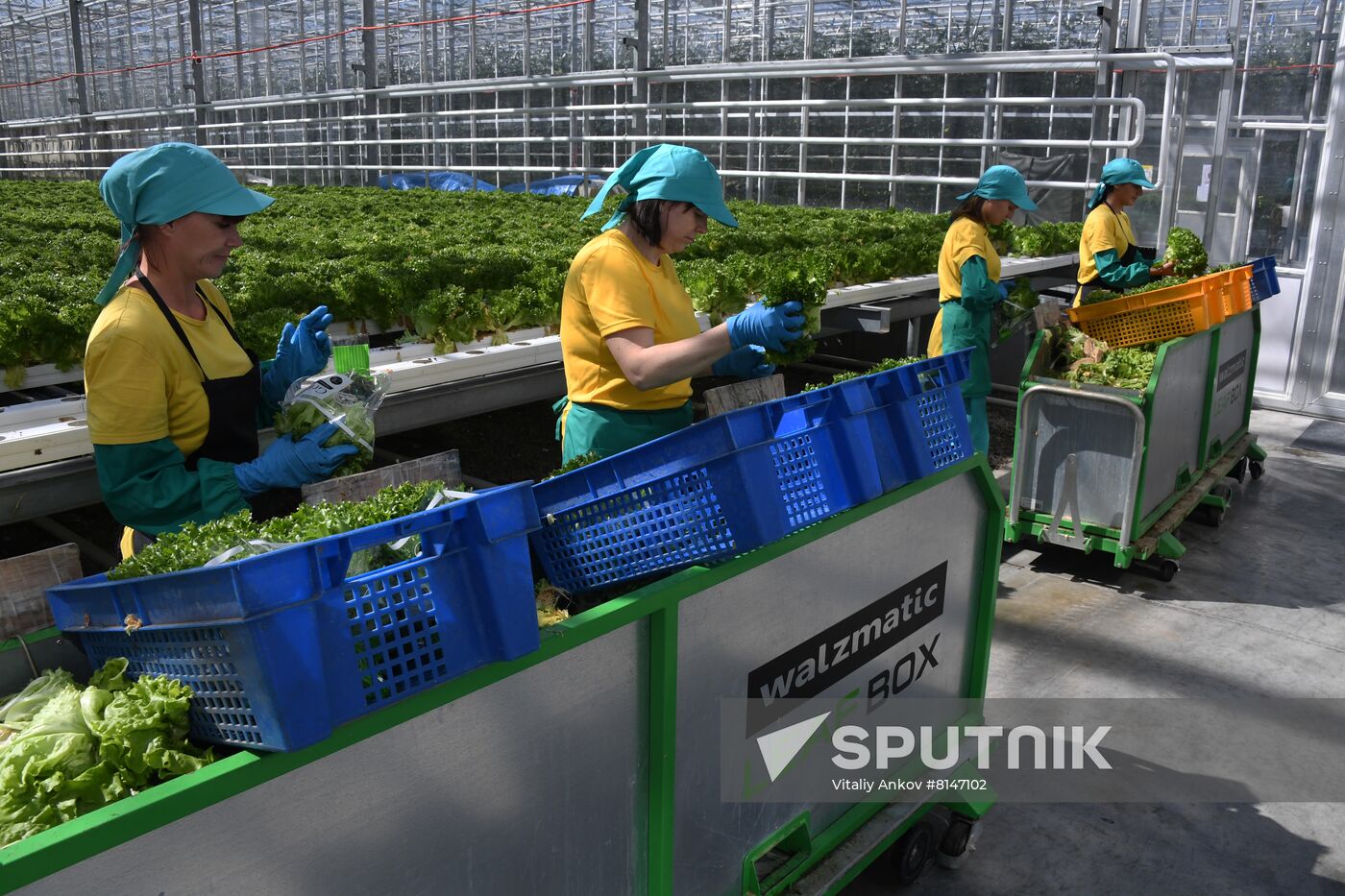 Russia Agriculture Greenhouse