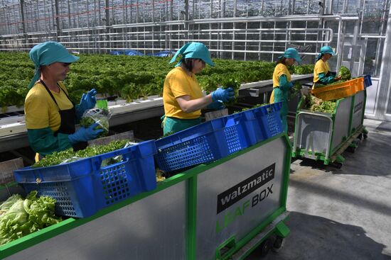 Russia Agriculture Greenhouse