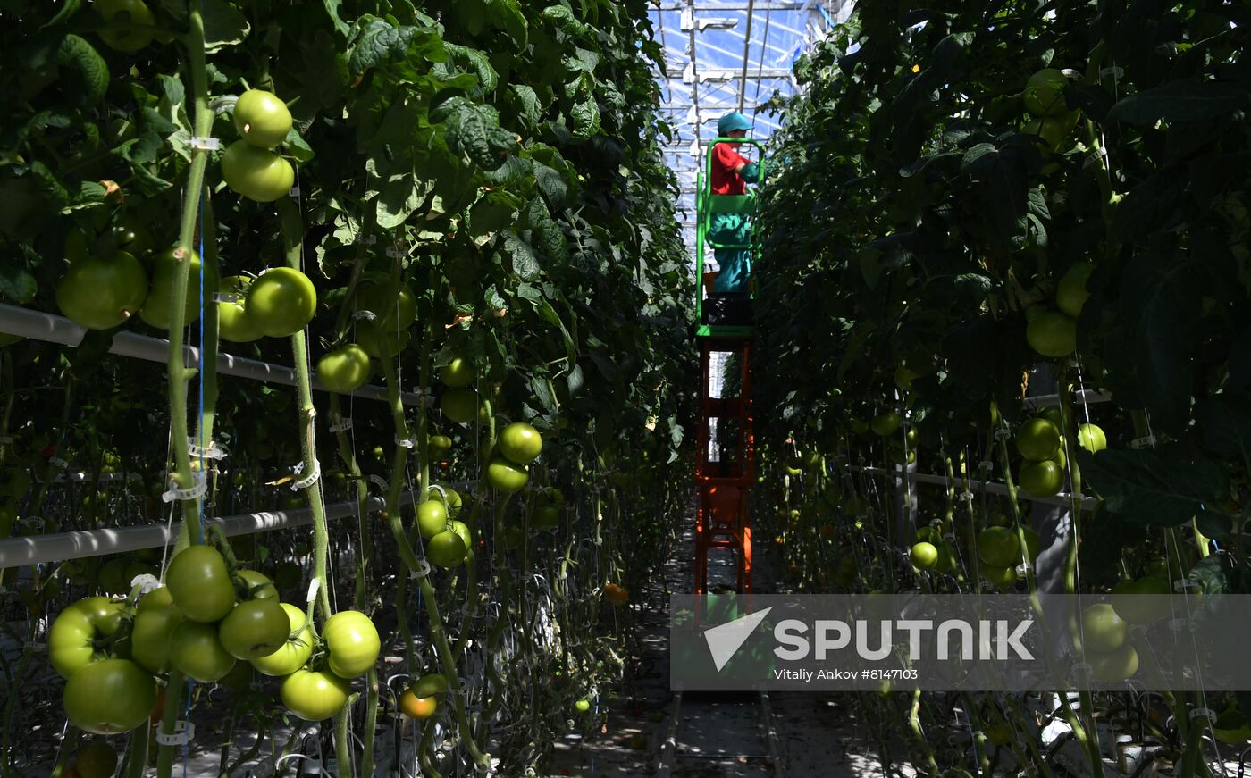 Russia Agriculture Greenhouse