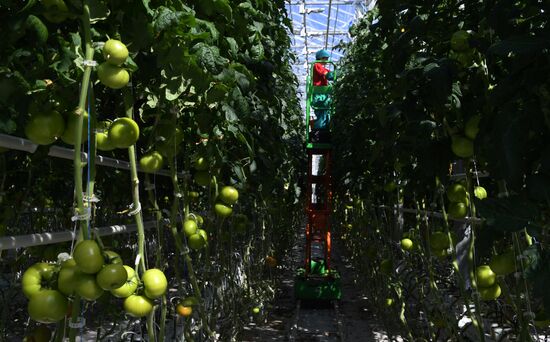 Russia Agriculture Greenhouse