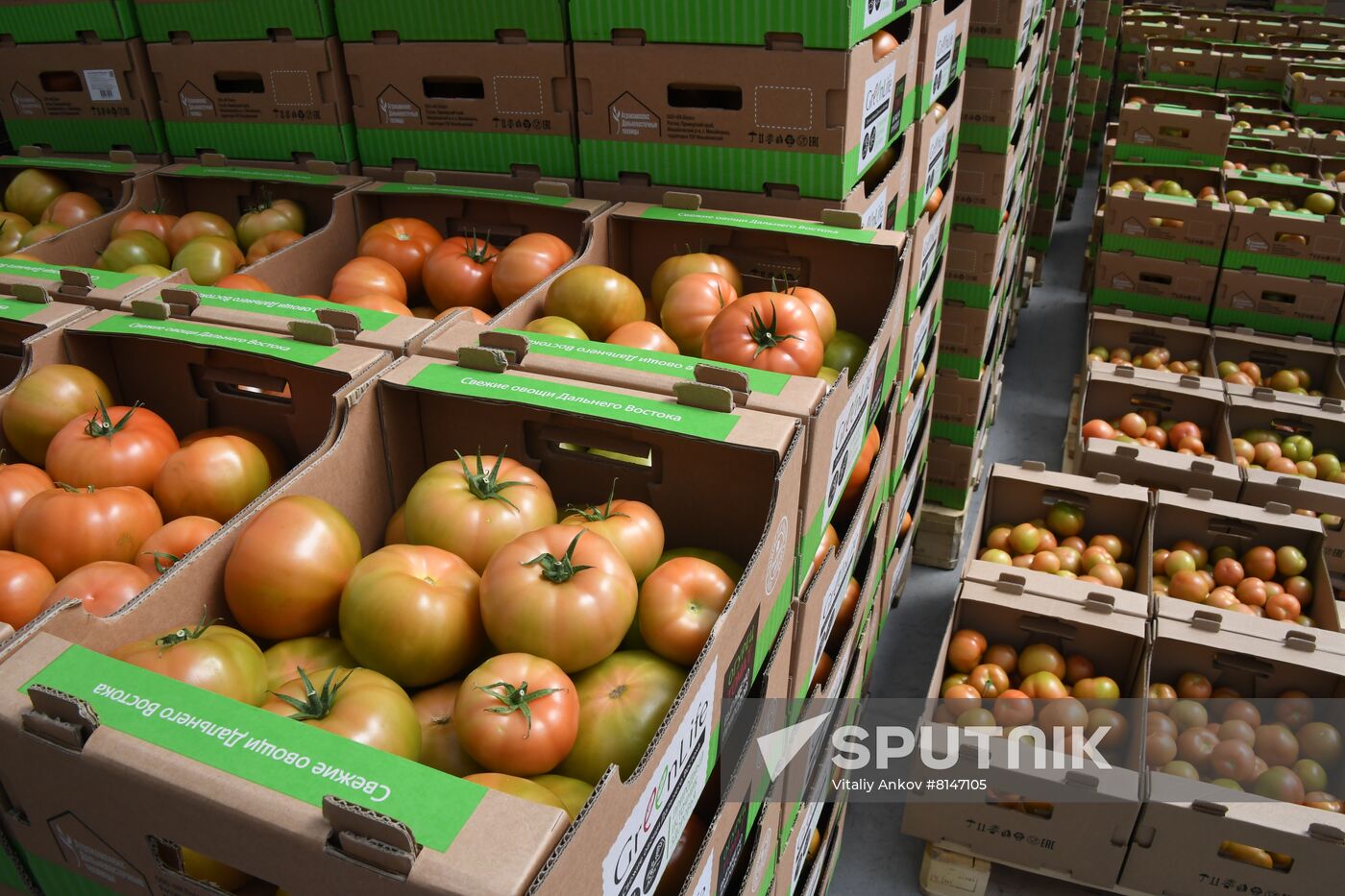 Russia Agriculture Greenhouse