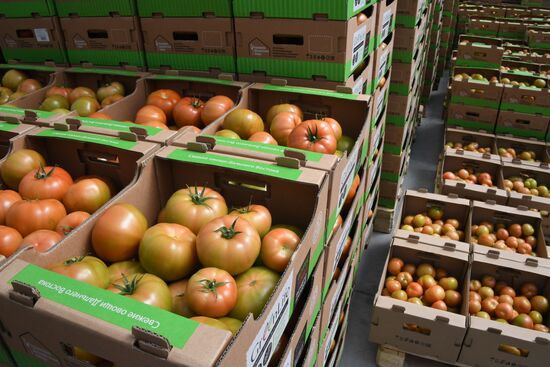 Russia Agriculture Greenhouse