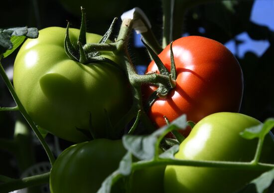 Russia Agriculture Greenhouse