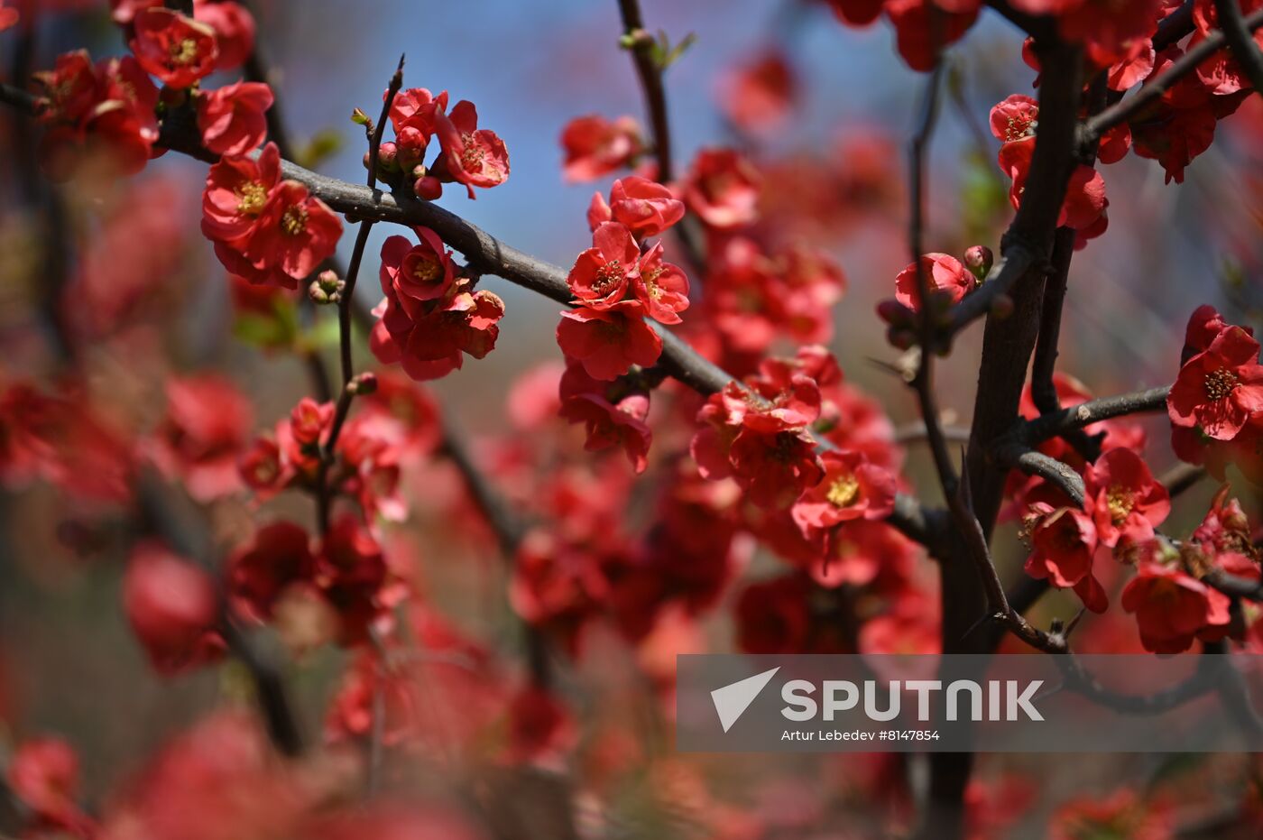 Russia Flowers