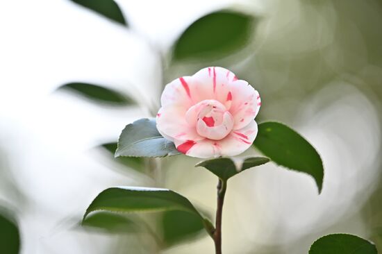Russia Flowers