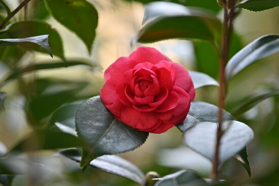 Russia Flowers