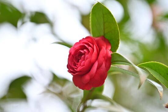 Russia Flowers