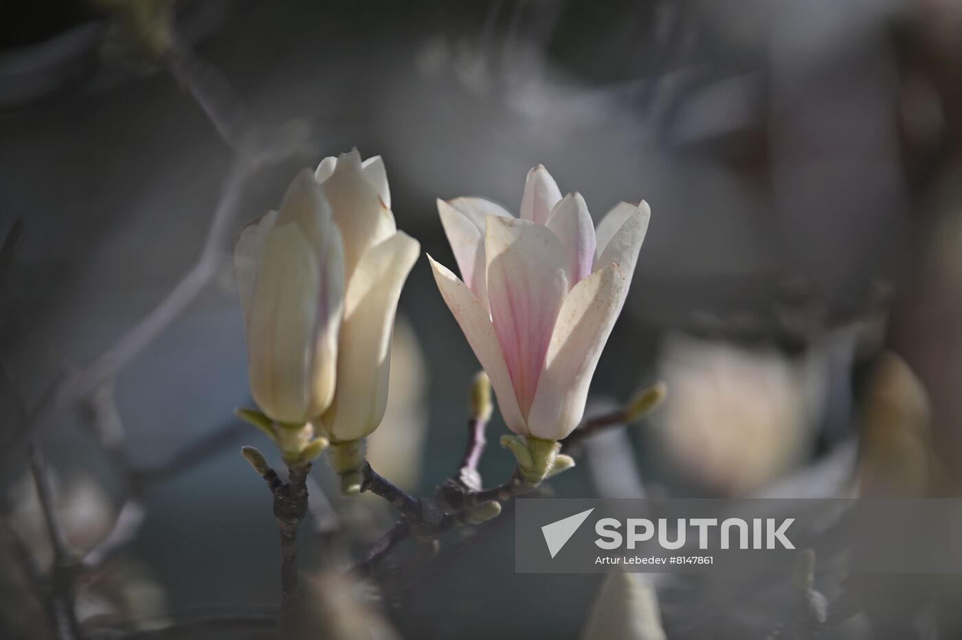 Russia Flowers