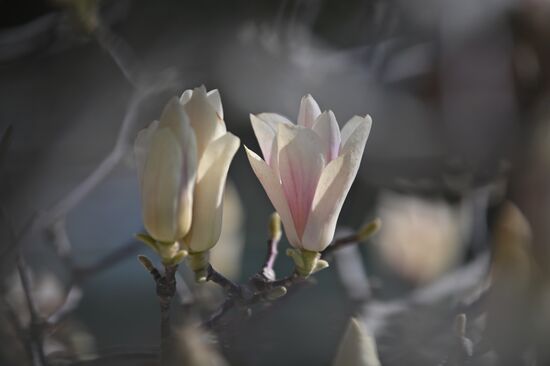 Russia Flowers