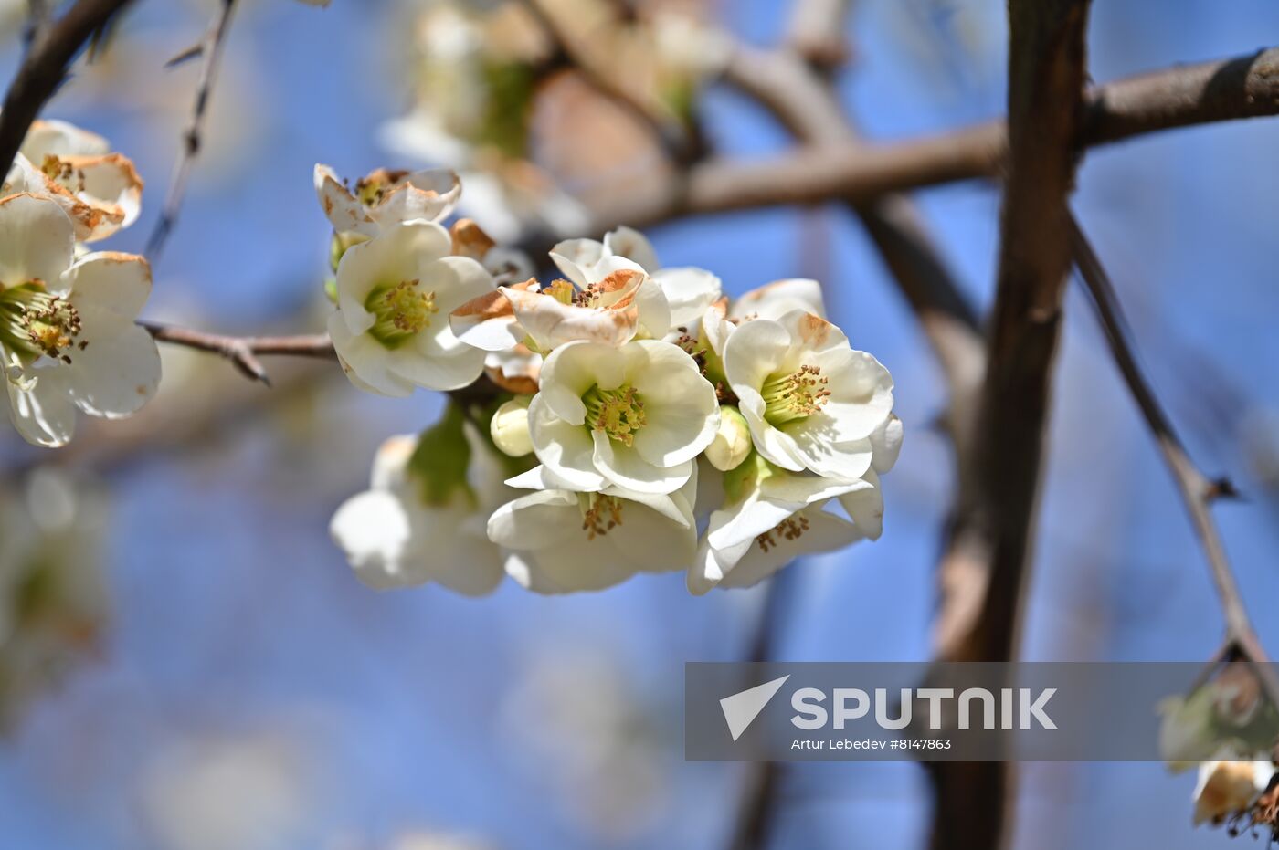 Russia Flowers