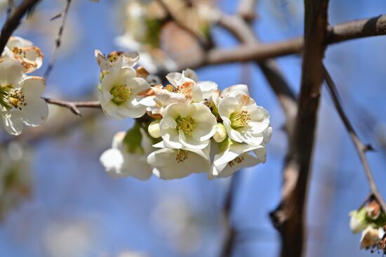 Russia Flowers