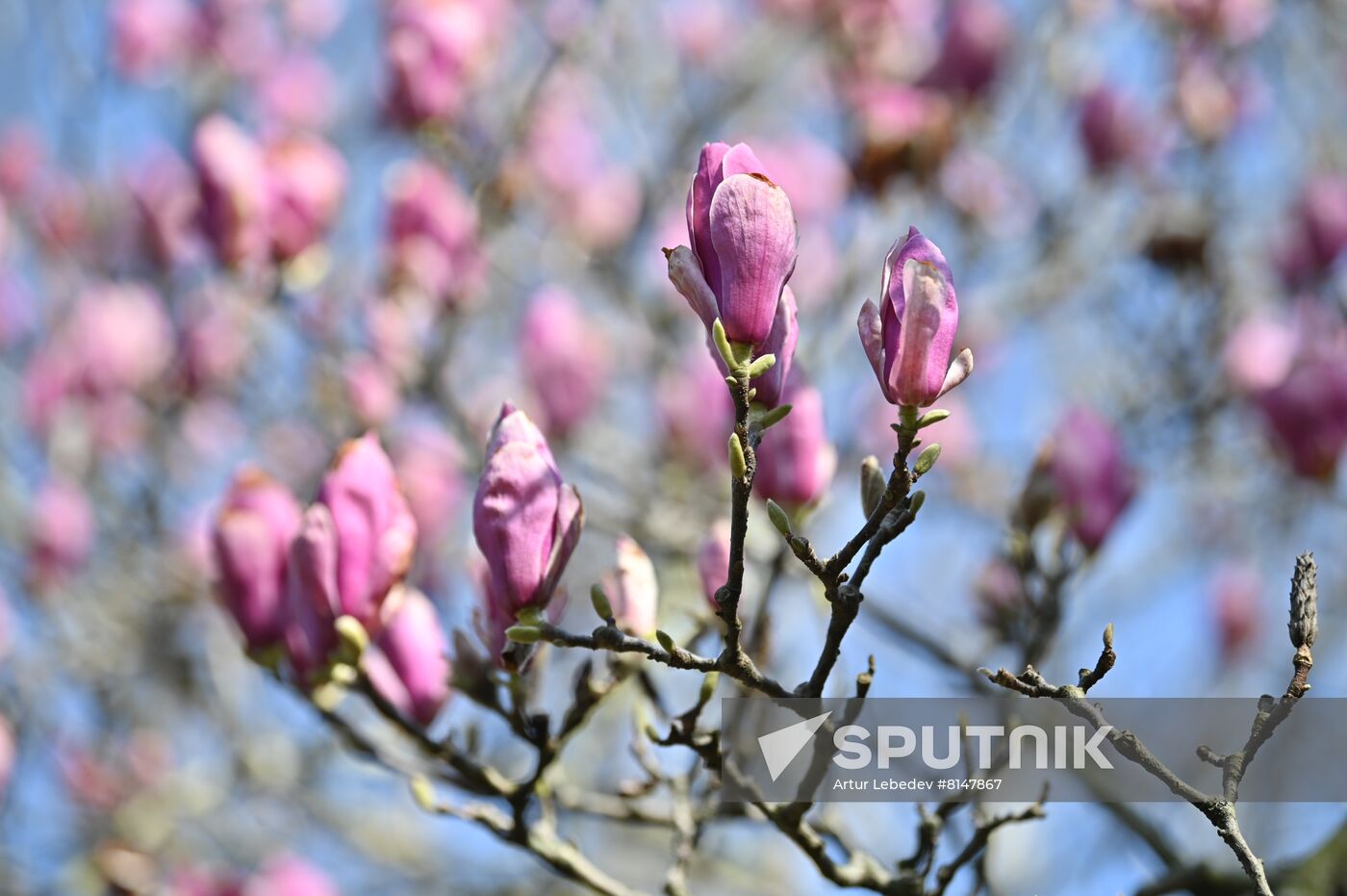 Russia Flowers