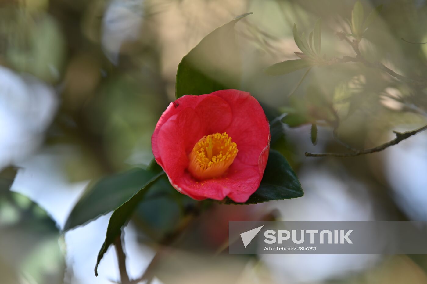 Russia Flowers