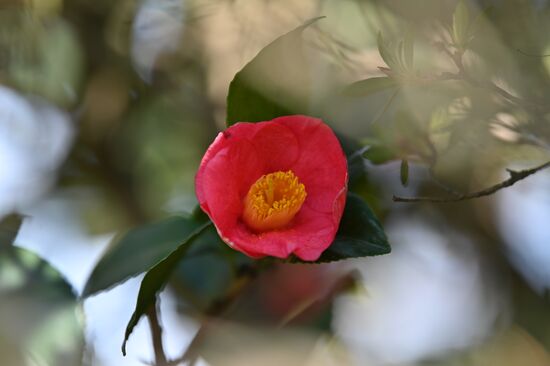 Russia Flowers