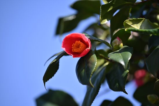 Russia Flowers