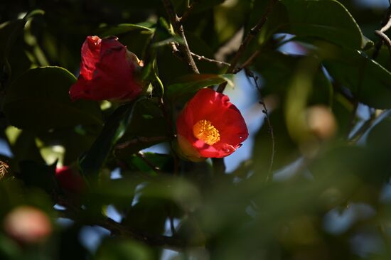 Russia Flowers