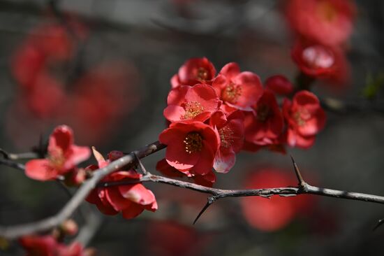 Russia Flowers