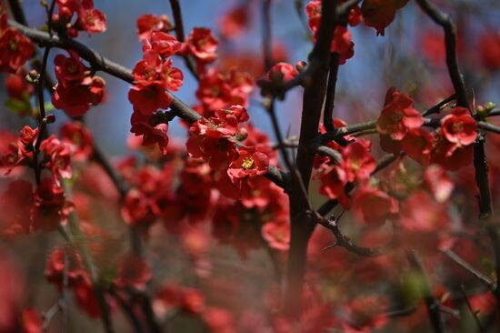 Russia Flowers