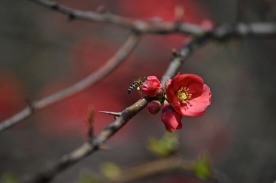 Russia Flowers