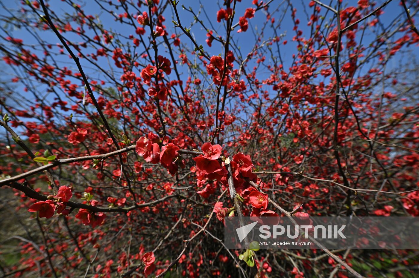 Russia Flowers