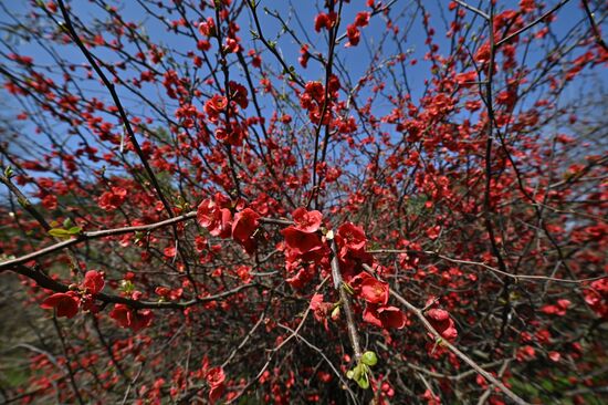 Russia Flowers