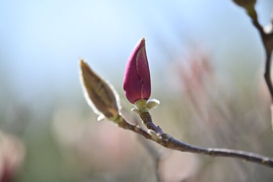 Russia Flowers