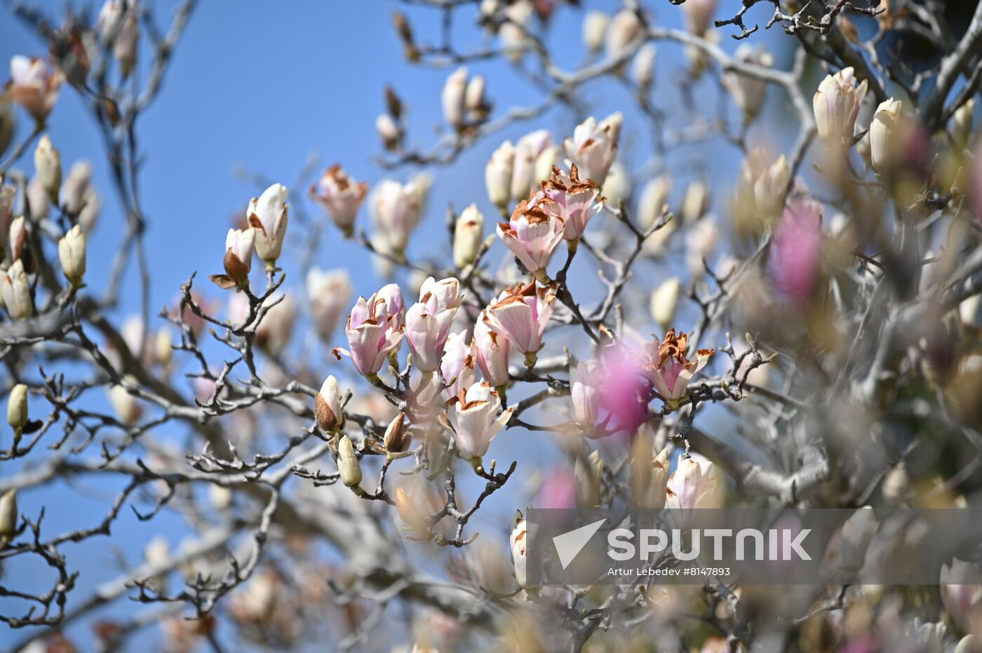 Russia Flowers