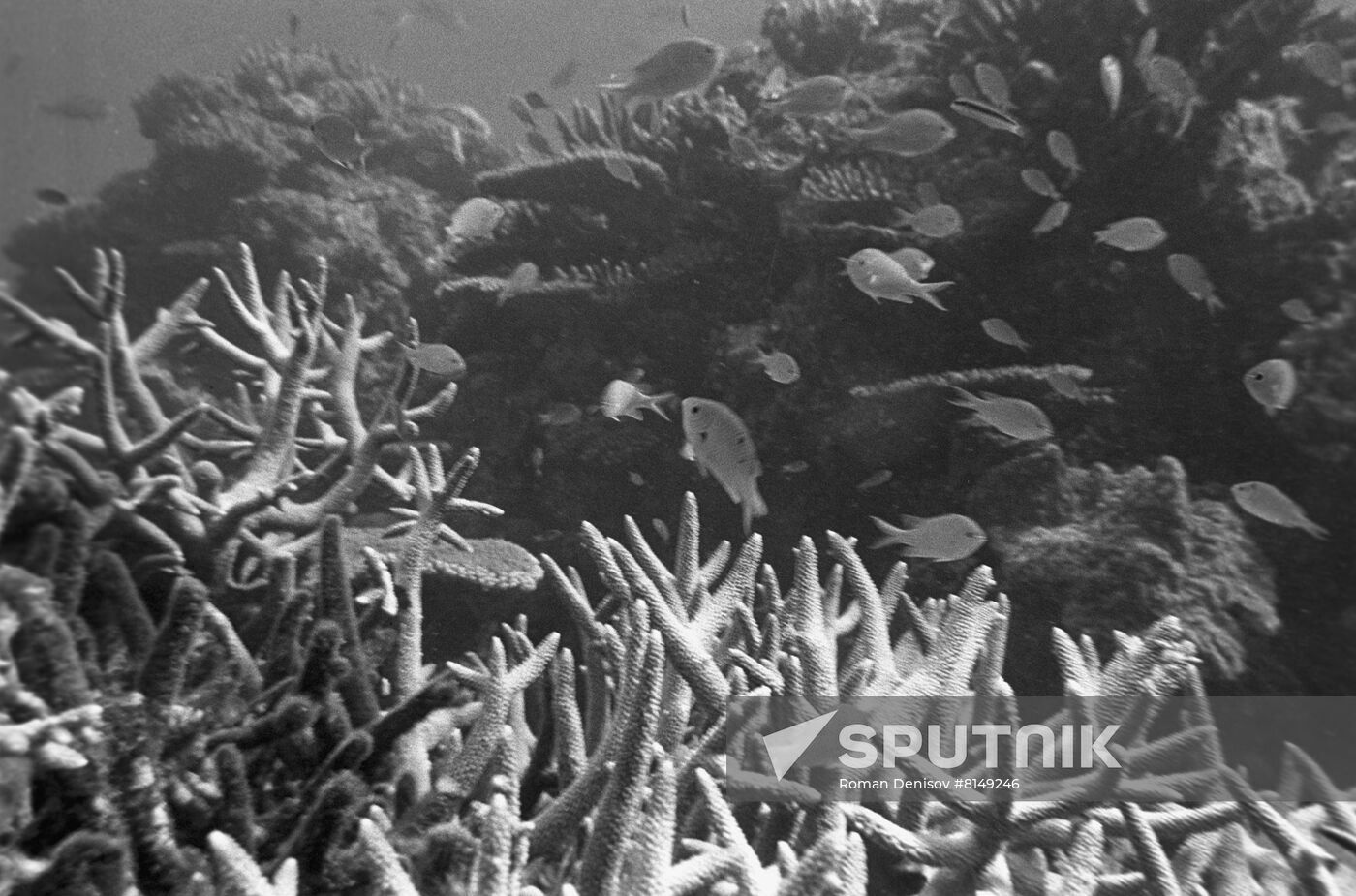 Underwater world of Indian Ocean