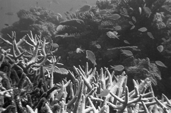 Underwater world of Indian Ocean