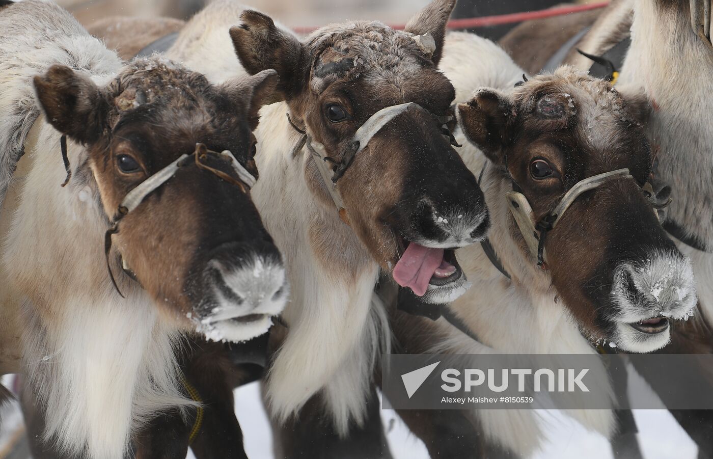 Russia Reindeer Herder's Day