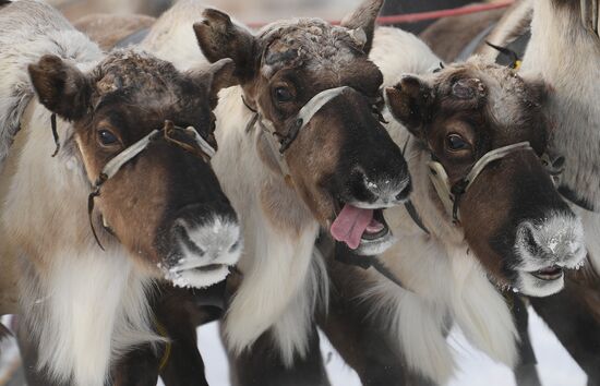 Russia Reindeer Herder's Day