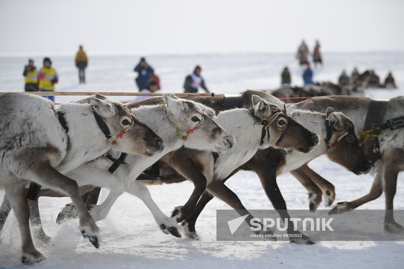 Russia Reindeer Herder's Day