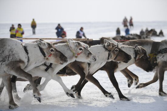 Russia Reindeer Herder's Day