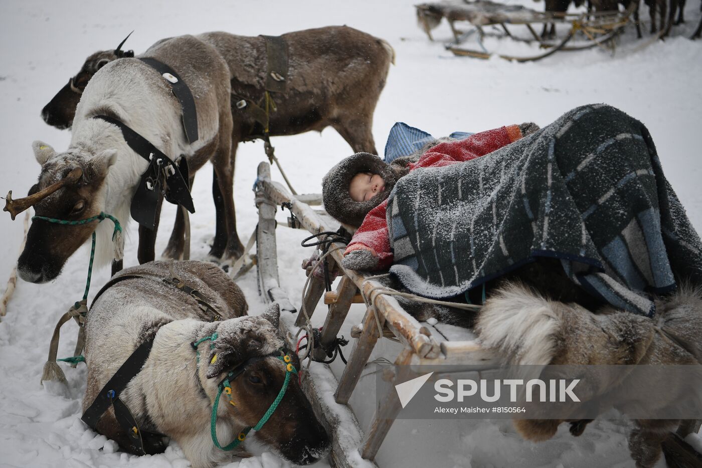 Russia Reindeer Herder's Day